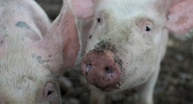 Pork production