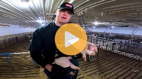 Giving Our Smallest Pigs a Second Chance