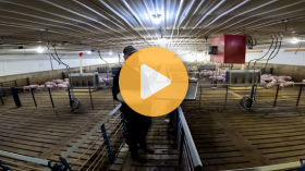 Giving Our Smallest Pigs a Second Chance