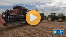 More soybeans are getting added to hog diets 