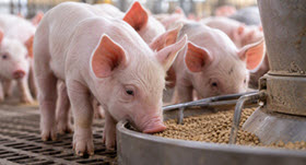 CFIA extends higher zinc limit for piglet feed during review