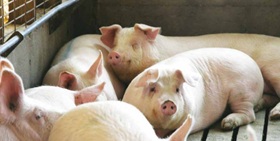 pigs in pen