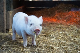 Pig with straw in mouth