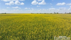 Cash Crop