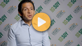 How to maximize swine profitability with U.S. soy