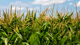 August WASDE Signals Big Crops and Tighter Farm Margins