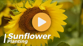 2.5 Billion Pounds Of Sunflower Are Harvested To Produce Oil