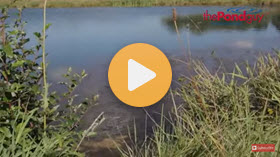 How to Get Rid of Algae in a Pond