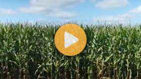 Grain Market News