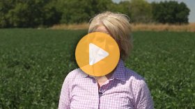 Scout for Insects in Your Summer Crop Fields