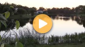 Getting Rid of Algae in a Pond