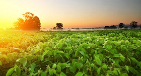 USDA Announces Major Support for Farmers