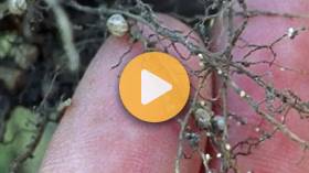 Managing Soybean Cyst Nematode