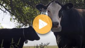 Beef Cattle Economics Explained