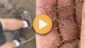 Battling Soybean Cyst Nematode