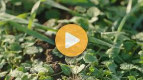 What's New in Weed Control?