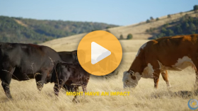 One Bolus for Calves