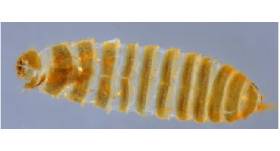 CBP Ag Specialists Intercept Khapra Beetle Remains