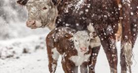 USDA Encouraging Preparation for Winter Storm Fern