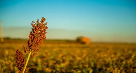 New Herbicide Resistance Trait in Sorghum