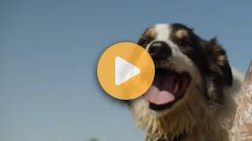 Meet Max, AFBF's 2026 Farm Dog of the Year