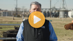 What's a Good Bull Worth in 2026?