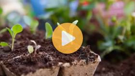 Best Crops for Soil Compaction