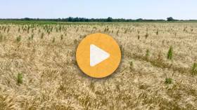 Using Desiccants to Manage Weeds in Wheat