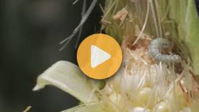 Ag PhD Corn Workshop