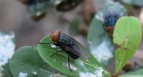 Protecting U.S. Ag from New World Screwworm