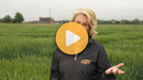 Is Wheat Disease Pressure High?
