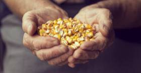 Grain Dealer Has Licence Restored