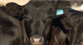 Changes to Livestock Fees