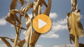 Strong Summer Harvest