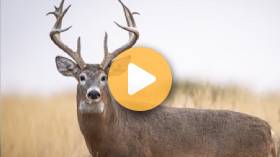 The Science Behind Deer Antlers