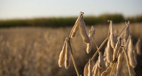 Government Support for Farmers Coming