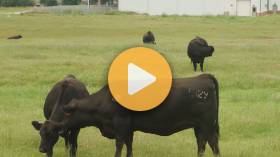 Cattle Markets Recovering?