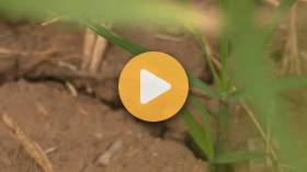 Fall Weed Management