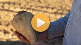 Rising Diesel Costs Add Pressure for Sugarbeet Growers