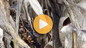 Harvest Challenges