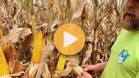Is This The Best Corn Crop?