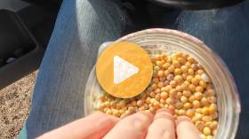 Soybean Problems