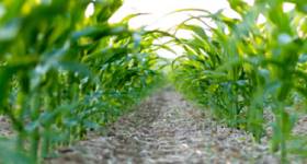 Novel Biosensor Detects Genetically Modified Corn and Soybean