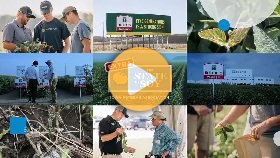 Soybean Pest and Disease Scouting