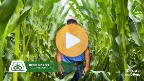 Corn Disease Update and Fungicide Timing