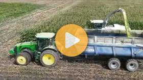 Chopping Corn Silage