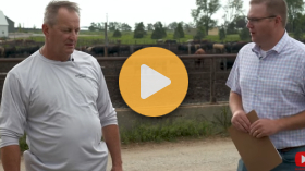 Cattle Markets