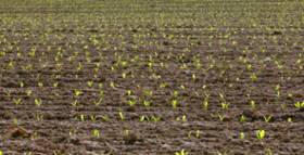 Corn Beginning to Emerge