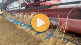 Finishing Wheat Harvest