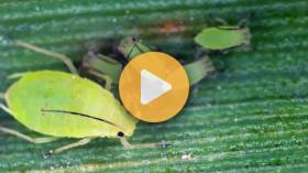 Are Greenbugs Killing Your Wheat?